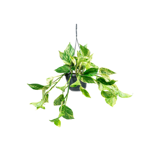 Web_Scindapsus Marble queen 1.png