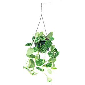 Web_SCINDAPSUS PICTUS HANGPLANT S_1.png