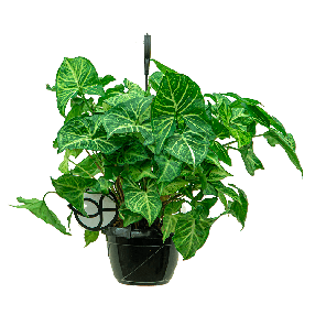 Web_Syngonium Arrow hanger1-2.png