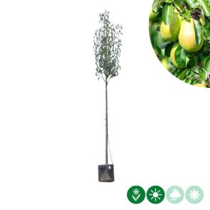 wildeman hoogstam.jpg