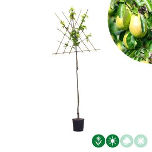 wildeman leiboom l.jpg