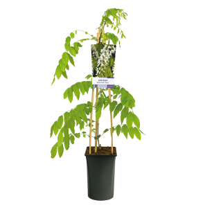 Wisteria-sinensis-Alba-Witte-regen.png