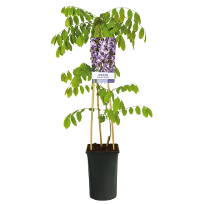Wisteria-sinensis-Prolific-Blauwe-regen.png