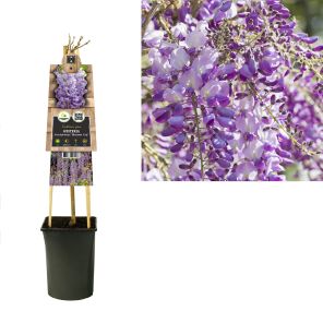 wisteria ikoyama fuji.jpg