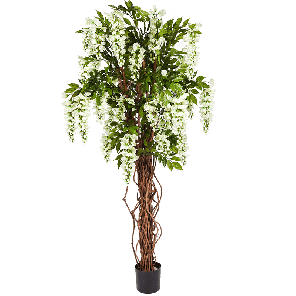 Wisteria liana White PNG.png