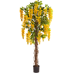 Wisteria liana Yellow PNG.png