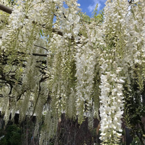 wisteria longissima alba.png