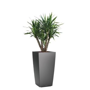 yucca-elephantipes-cubico-pot-antraciet_ecd5df.jpg