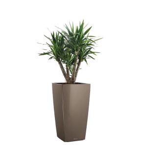 yucca-elephantipes-cubico-pot-taupe_84b1c0.jpg
