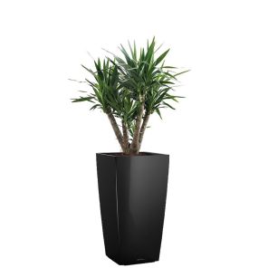 yucca-elephantipes-cubico-pot-zwart_876f8b.jpg