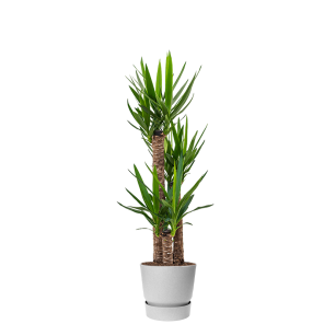 yucca-in-pot-grijs_c1a807.png