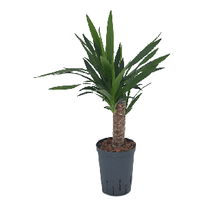 Yucca Elephantipes - hydrocultuur - m.png