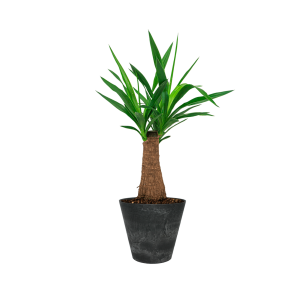 Yucca Elephantipes toef in Claire Artstone 27 cm - zwart.png