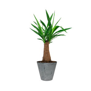 Yucca Elephantipes toef in Claire Artstone 27 cm -grijs.png