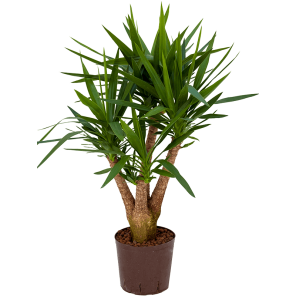 yucca elephantipes vertakt - hydrocultuur - medium - m.png