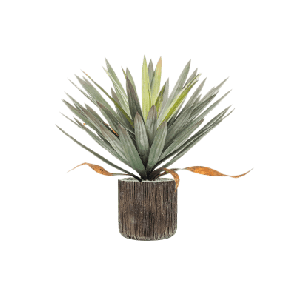 Yucca in Baq Luxe Lite Universe Waterfall 1.png