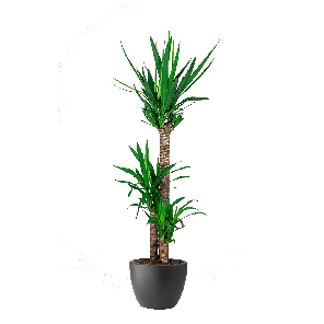yucca pure soft Antraciet_.png