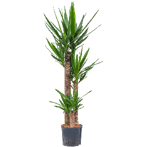 yucca toef l.png