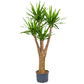 yucca vertakt xxl hydro.png