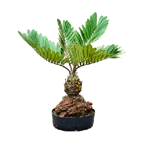 Zamia furfuracae op lavasteen.png
