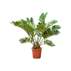 zamia.png