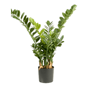 zamioculcas-smaragd-kunstplant_bdf652.png