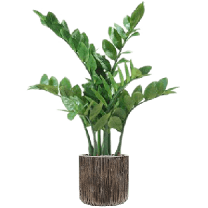 Zamioculcas in Baq Luxe Lite Universe Waterfall 1.png