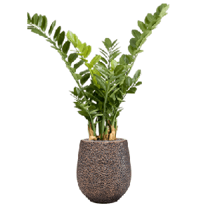 Zamioculcas in Baq Opus Hit 1.png