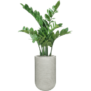 Zamioculcas in Ridged Horizontally 1.png