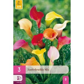 Zantedeschia Mix.jpg