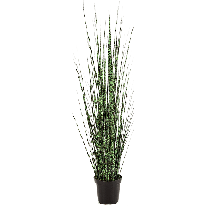 Zebra Gracilis Grass PNG.png