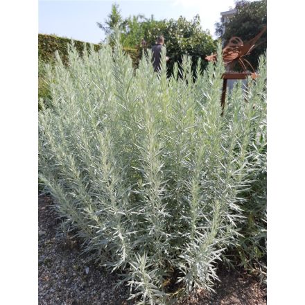 Artemisia Ludoviciana 'Silver Queen' eenvoudig en snel online bestellen?