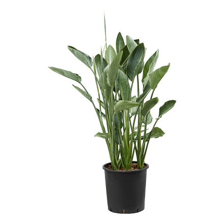 Strelitzia Reginae eenvoudig en snel online bestellen?