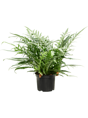 Verzorgingstips Aglaomorpha