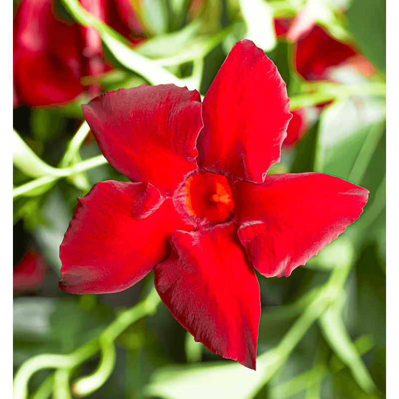 Verzorgingstips Mandevilla