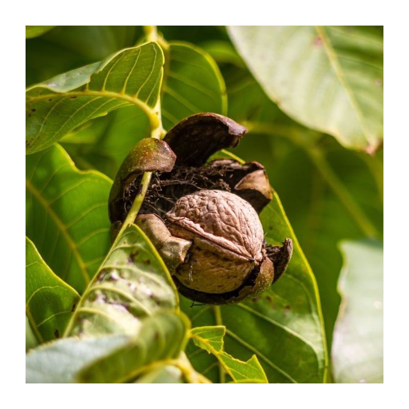 Verzorgingstips Walnotenboom
