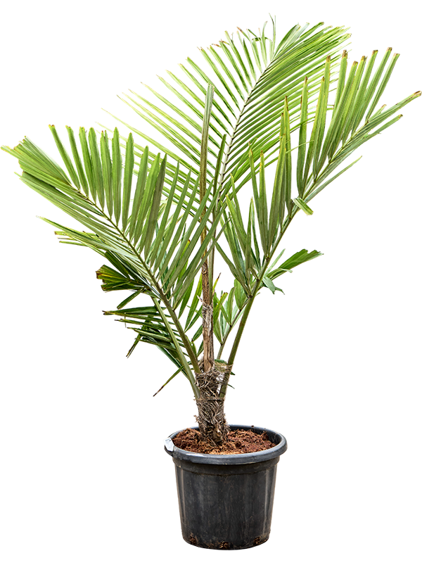 Verzorgingstips Arenga