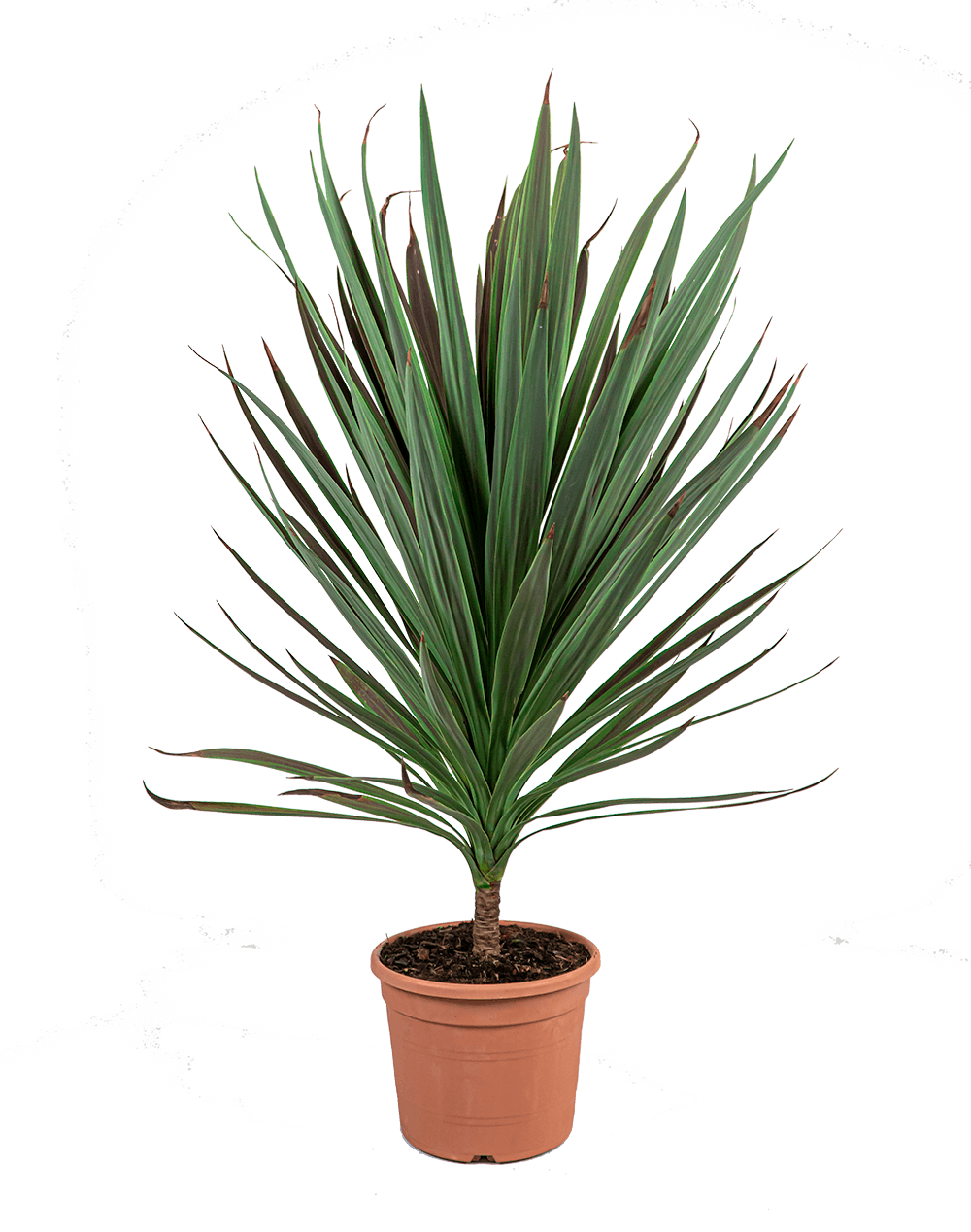 Verzorgingstips Cordyline