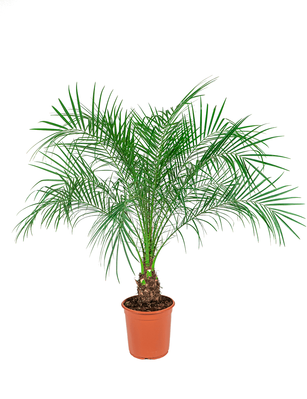 Verzorgingstips Phoenix Roebelenii palm