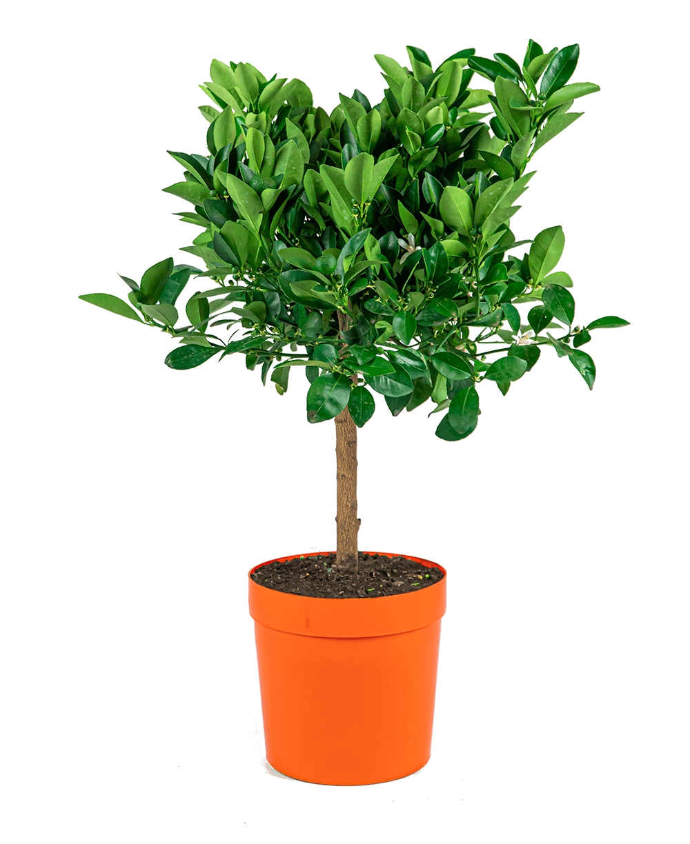 Verzorgingstips Citrus Sinensis (Sinaasappelboom)