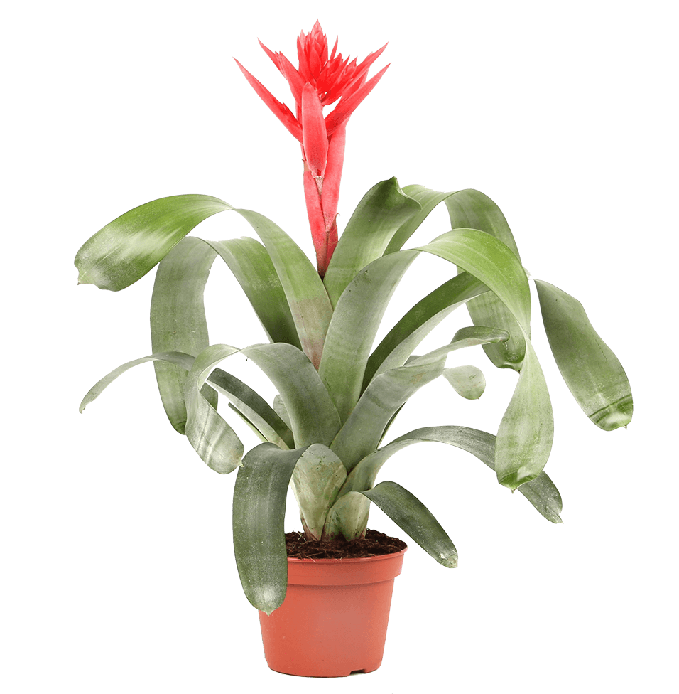 Verzorgingstips Aechmea