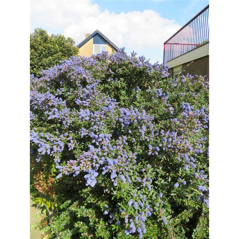Verzorgingstips Ceanothus