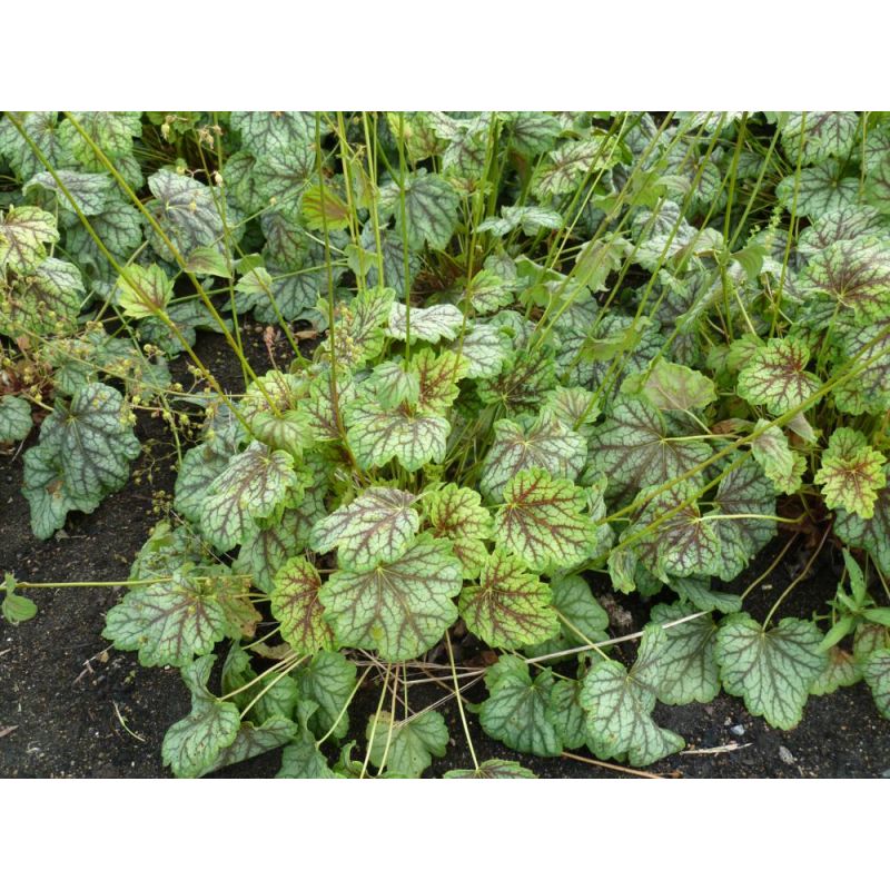 Verzorgingstips Heuchera