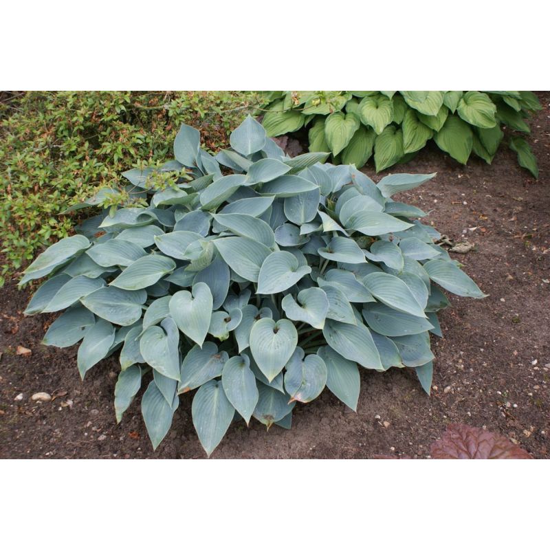 Verzorgingstips Hosta