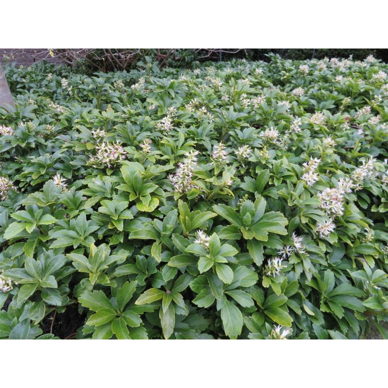 Verzorgingstips Pachysandra