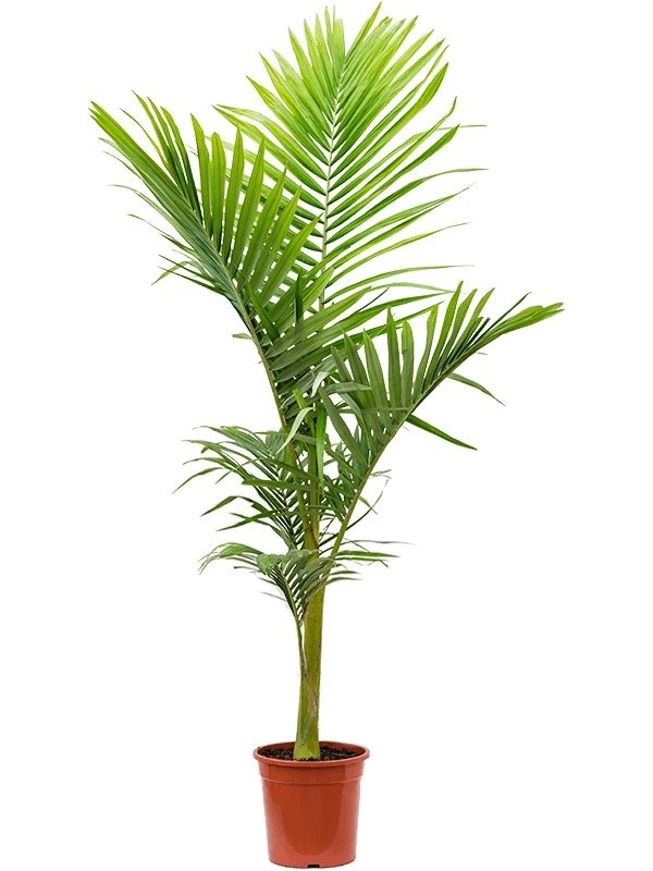 Verzorgingstips Archontophoenix