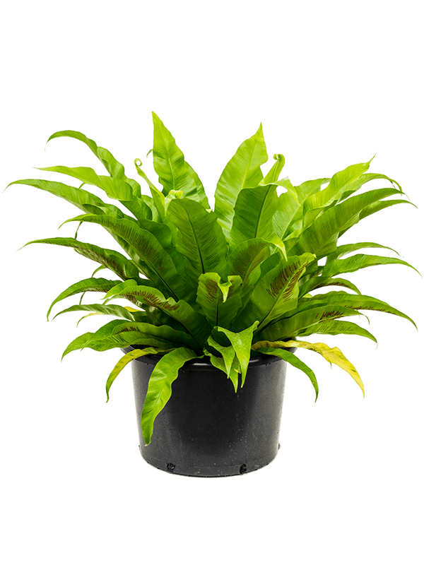 Verzorgingstips Asplenium