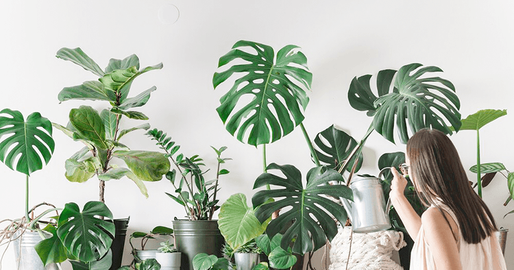 De mooiste planten voor op kantoor of als relatiegeschenk