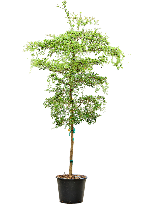 Verzorgingstips Bucida buceras