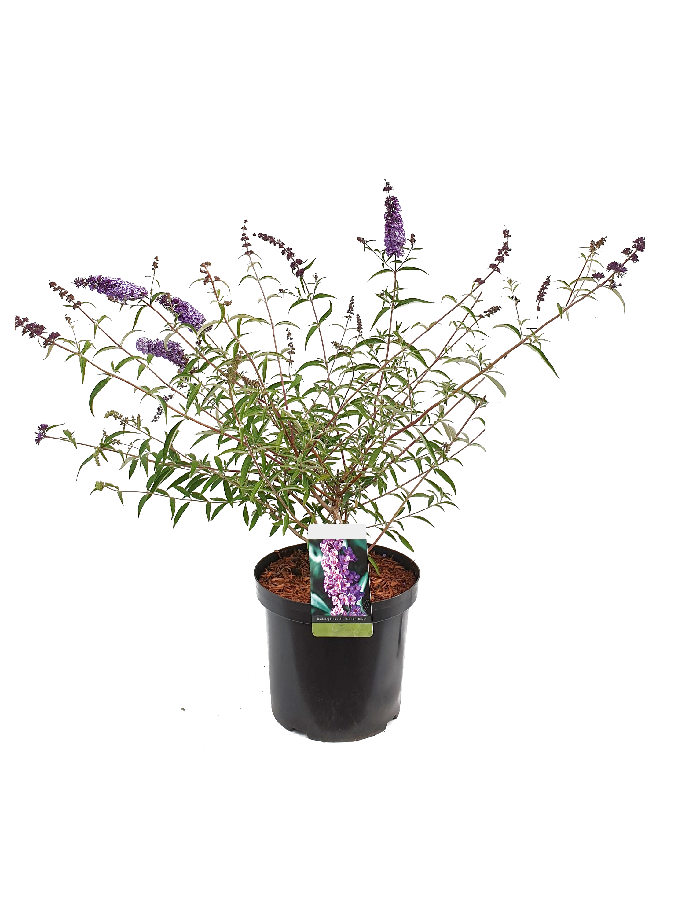 Verzorgingstips Buddleja vlinderstruik
